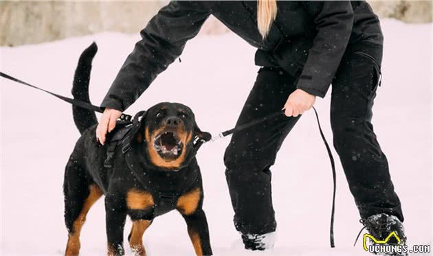 世界顶级防暴犬，防爆先锋罗威纳