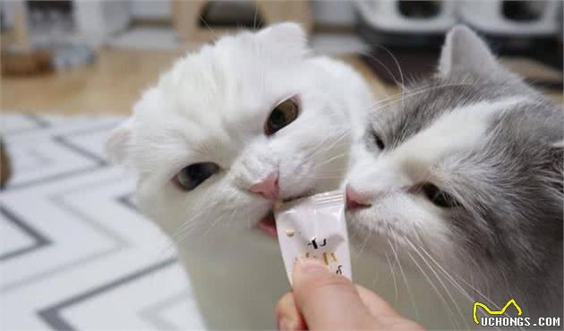你的喂猫方法是错的！铲屎官应该放弃猫碗并改变喂食时间表