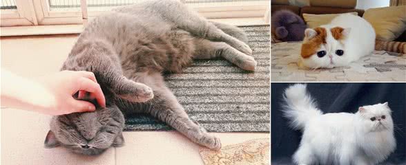 喜欢安静一点的猫咪？你可以试试养这几种猫