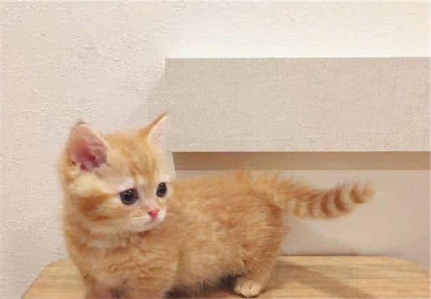 5种最忠诚的猫咪，只要给口吃的，一辈子对你不离不弃