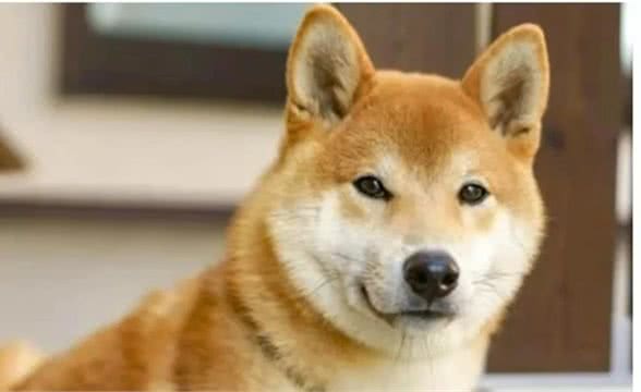 日本犬海外受到喜爱的五个原因