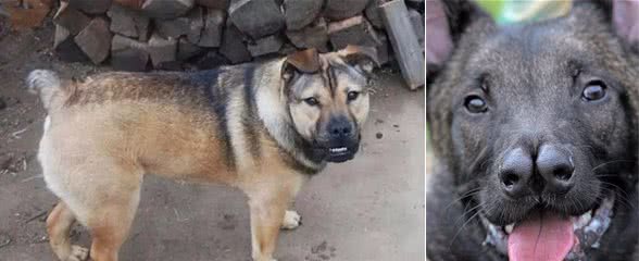 犬只近亲繁殖与杂交繁殖，简直不忍直视