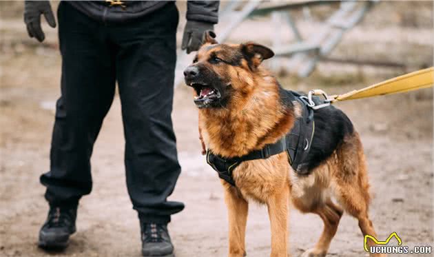 饲养德牧犬做到这几点，它的“寿命”会更长