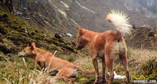 本来都认为已灭绝的古老犬种，现在又被人在隐秘山区发现！