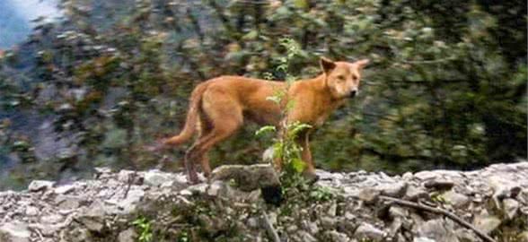 本来都认为已灭绝的古老犬种，现在又被人在隐秘山区发现！