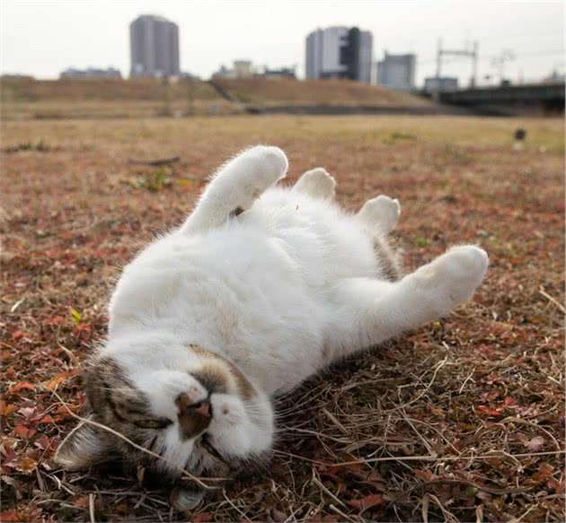 他拍下日本街头的流浪猫，生动可爱一点都不怕人