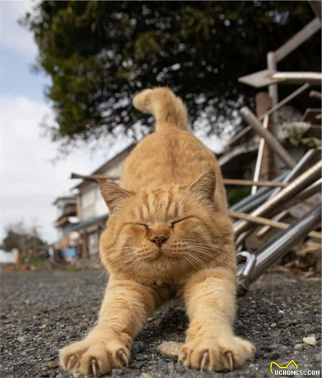 他拍下日本街头的流浪猫，生动可爱一点都不怕人