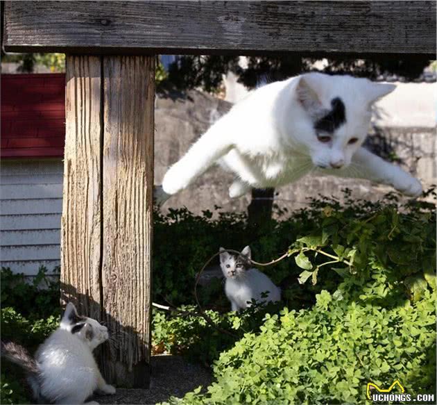 他拍下日本街头的流浪猫，生动可爱一点都不怕人