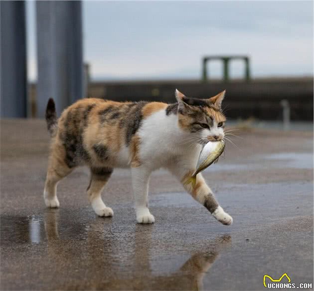 他拍下日本街头的流浪猫，生动可爱一点都不怕人