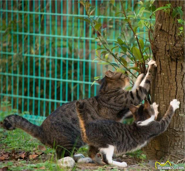 他拍下日本街头的流浪猫，生动可爱一点都不怕人