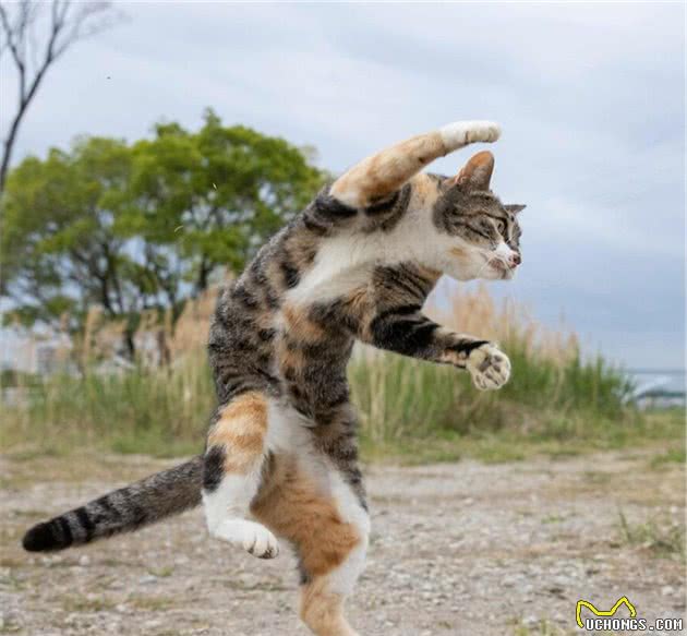 他拍下日本街头的流浪猫，生动可爱一点都不怕人