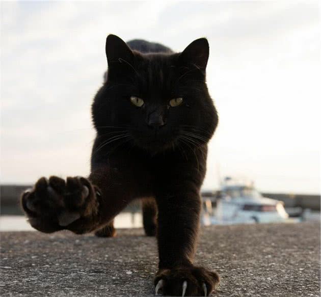 他拍下日本街头的流浪猫，生动可爱一点都不怕人