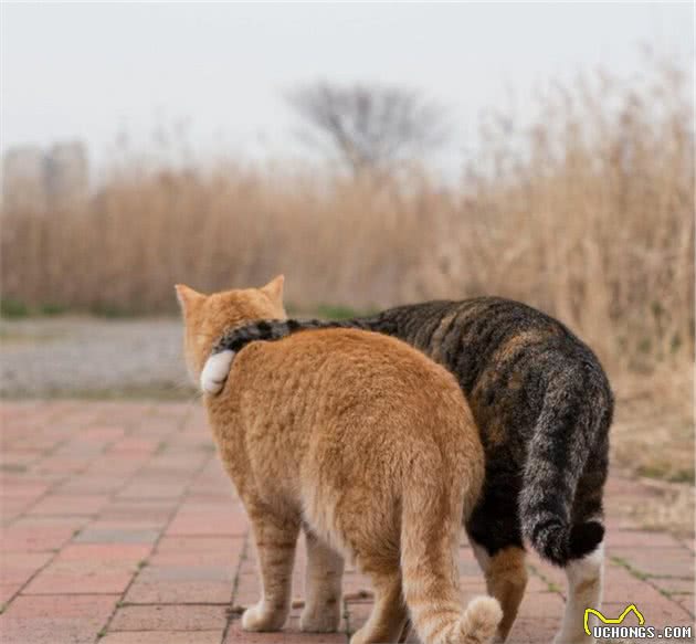 他拍下日本街头的流浪猫，生动可爱一点都不怕人