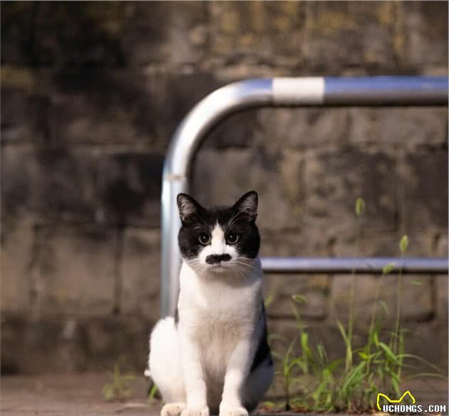 他拍下日本街头的流浪猫，生动可爱一点都不怕人