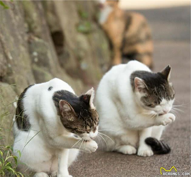 他拍下日本街头的流浪猫，生动可爱一点都不怕人