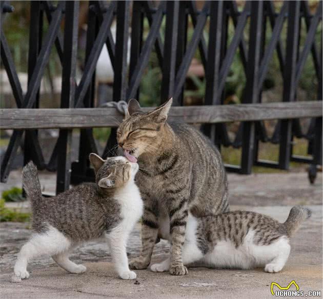 他拍下日本街头的流浪猫，生动可爱一点都不怕人