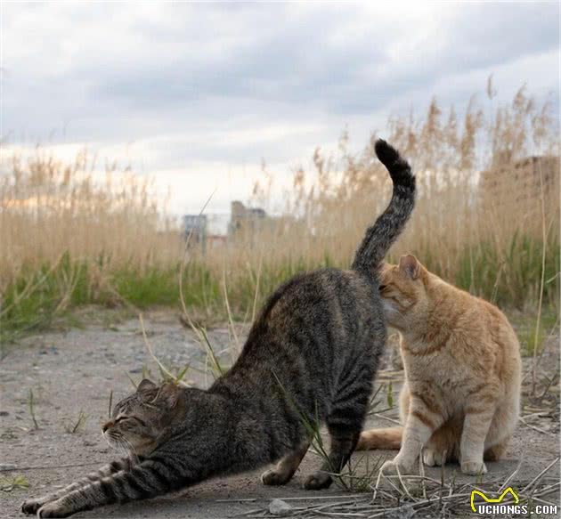 他拍下日本街头的流浪猫，生动可爱一点都不怕人