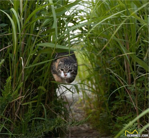 他拍下日本街头的流浪猫，生动可爱一点都不怕人