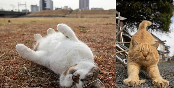 他拍下日本街头的流浪猫，生动可爱一点都不怕人