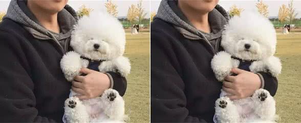 比熊犬把你当“爱人”的表现，你家狗占几个？