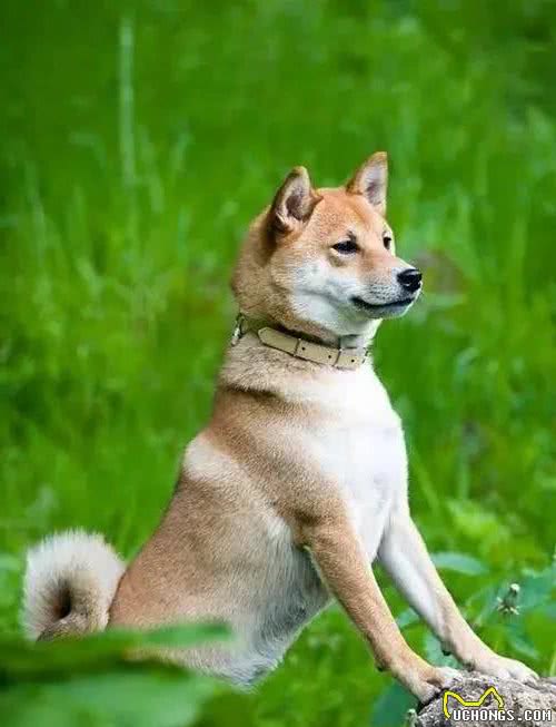 日本人那么喜欢柴犬的原因！这次是真的找到答案了