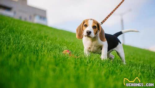 宠物犬和猎犬有什么区别？看完这篇才知道，挑选一只猎犬有多讲究