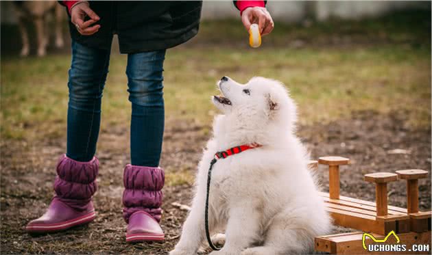 受人欢迎的7大狗狗，就一定适合你养？细说热门犬种的优缺点