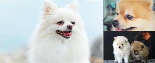 提醒:为了"博美"健康着想,请不要再做这几件事了