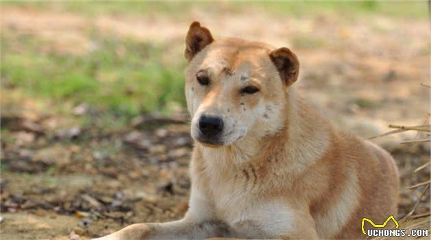 “中华田园犬”的种类，你知道哪几种