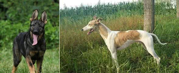 “中华田园犬”的种类，你知道哪几种