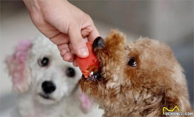 泰迪犬毛发不好，可以吃什么食物改善？