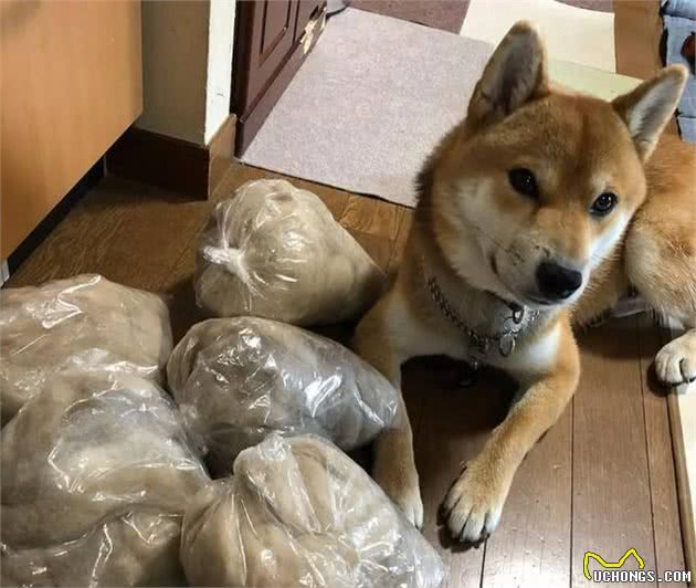 柯基和柴犬，哪一种狗狗比较容易养？这两种狗性格都比较古怪