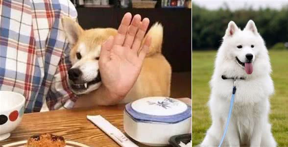 如果狗狗有这几大行为，说明它在变坏了，多半是宠的