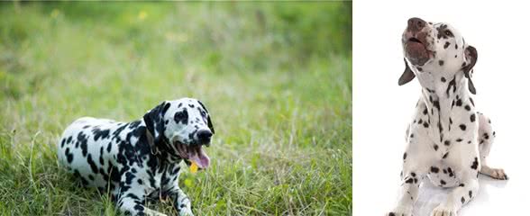 犬中的冒失鬼—大麦町犬