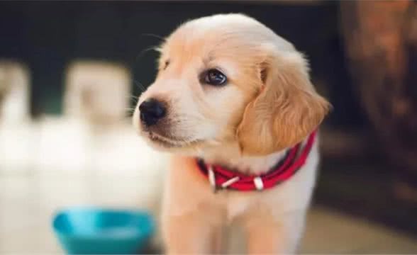 如何人工饲养新生犬仔