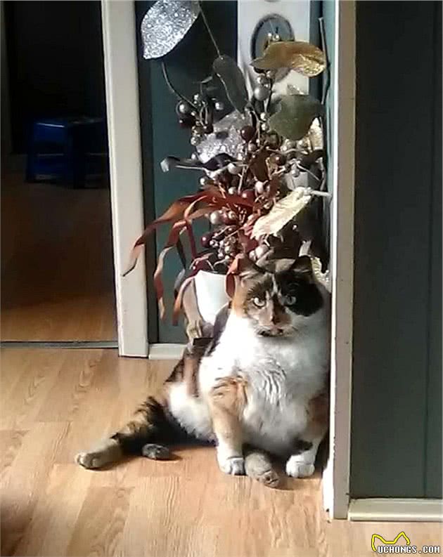 地下室钻出一只“灰蓝色”的猫，铲屎官仔细辨认后，哭笑不得