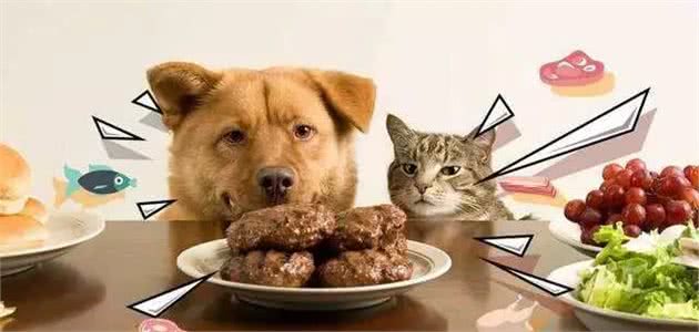 狗狗为什么喜欢吃猫粮？