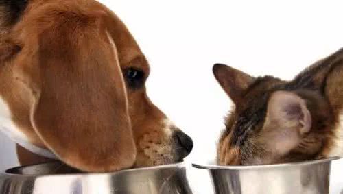 狗狗为什么喜欢吃猫粮？