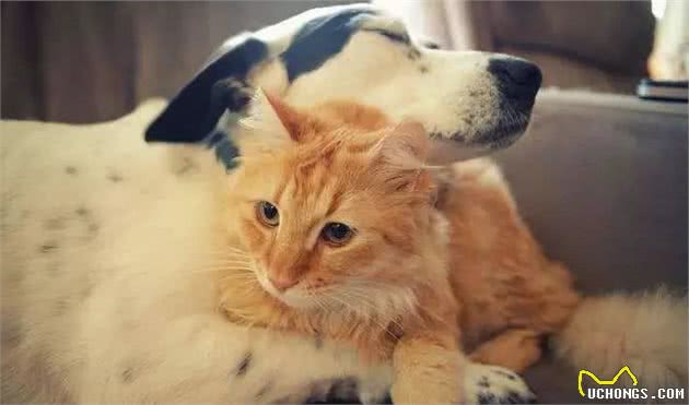 狗狗为什么喜欢吃猫粮？