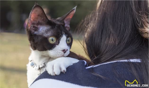 猫咪寿命排行：寿命很短的几种猫，每只都是“短命喵”