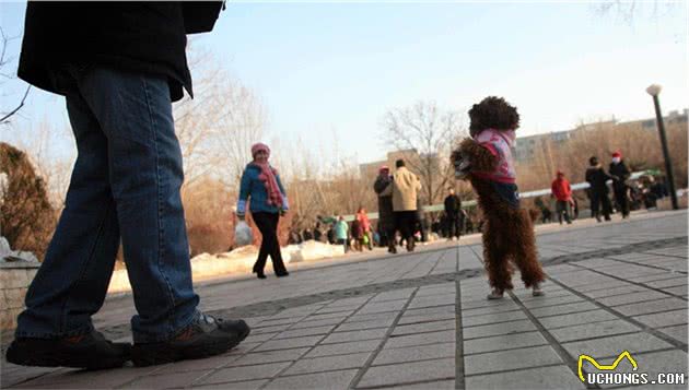 想要养好一只泰迪犬，吃并不是最主要的！