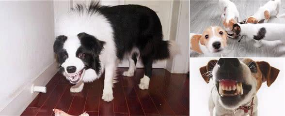 狗狗的护食行为很严重？5招轻松帮你改掉