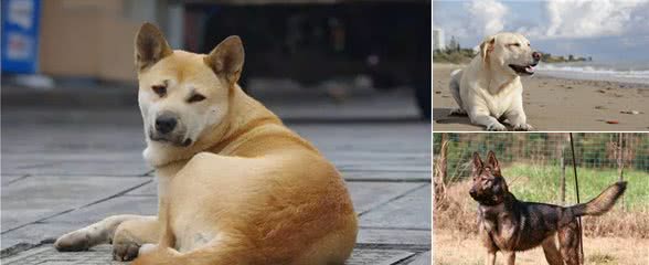 最好养的5种狗狗，适应环境能力强，适合新手养