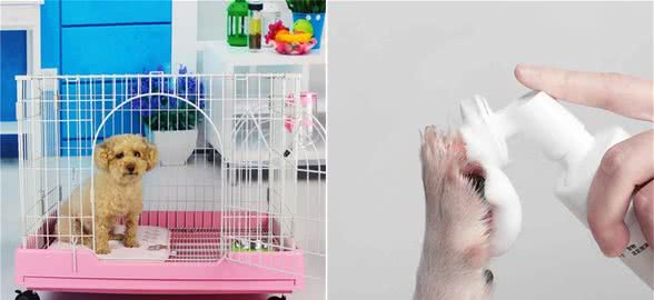 多雨季节,狗狗趾间炎频发,这样防治是关键