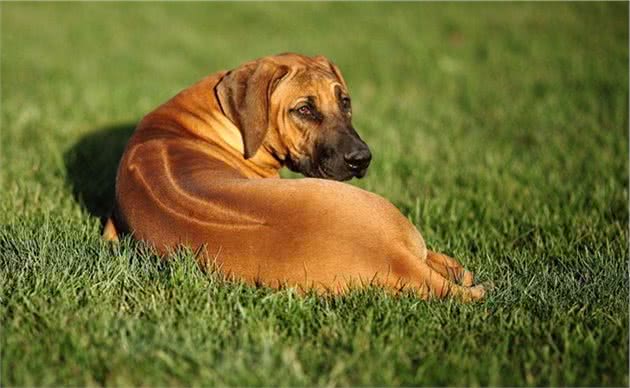 世界优秀猎犬之一，被称为＂非洲猎狮者＂，你知道是谁吗
