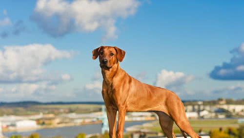 世界优秀猎犬之一，被称为＂非洲猎狮者＂，你知道是谁吗
