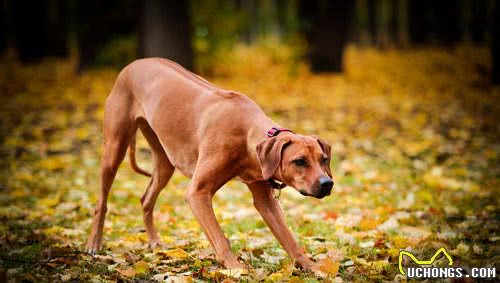世界优秀猎犬之一，被称为＂非洲猎狮者＂，你知道是谁吗