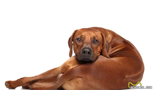 世界优秀猎犬之一，被称为＂非洲猎狮者＂，你知道是谁吗
