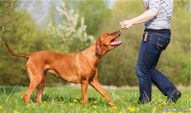 世界优秀猎犬之一，被称为＂非洲猎狮者＂，你知道是谁吗