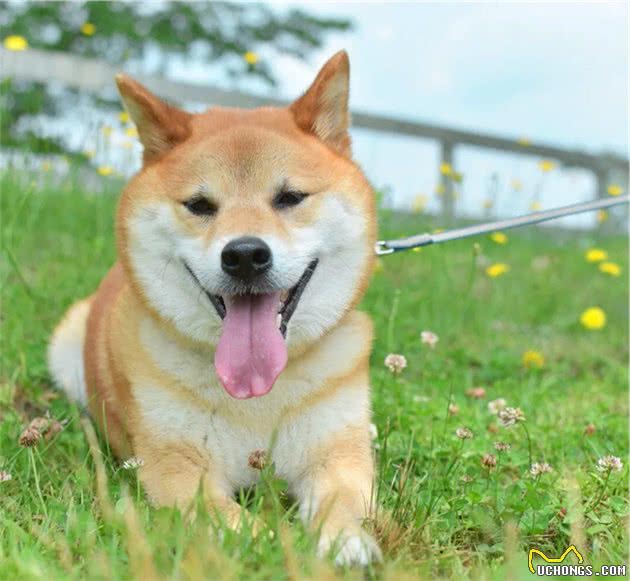 日本犬为何会获得人们的喜爱？